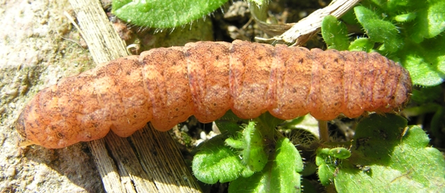 Un bruco arancione di Noctuidae